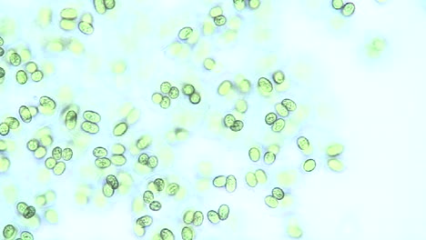 microscopic view of glocothece algae