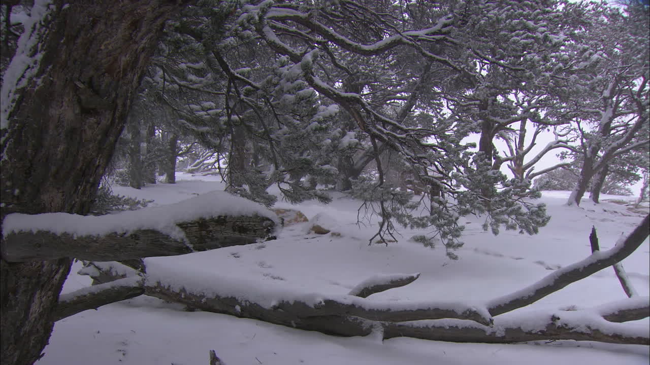 폭설이 숲의 나무에 내린다.