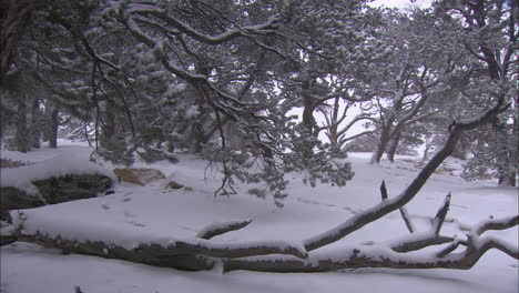 Starker-Schnee-Fällt-Auf-Bäume-In-Einem-Wald