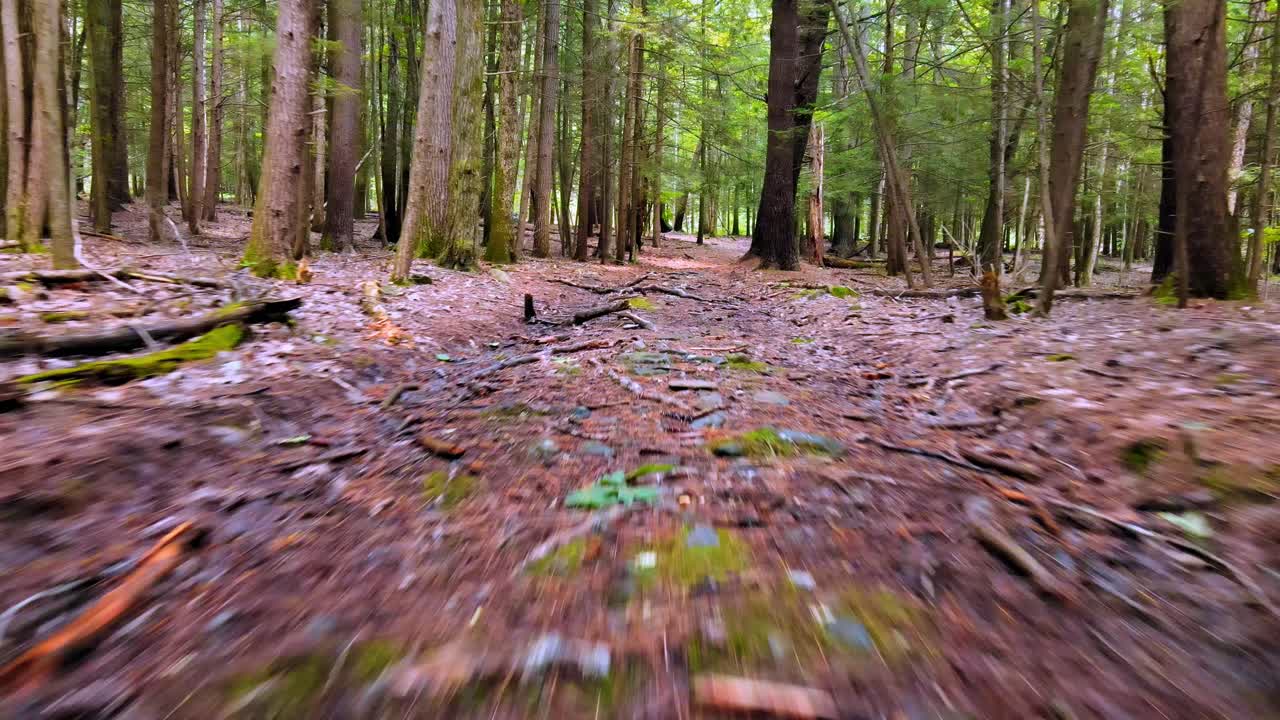 imágenes de drones volando a baja altura sobre el suelo de un bosque de pinos durante el verano en las montañas catskill
