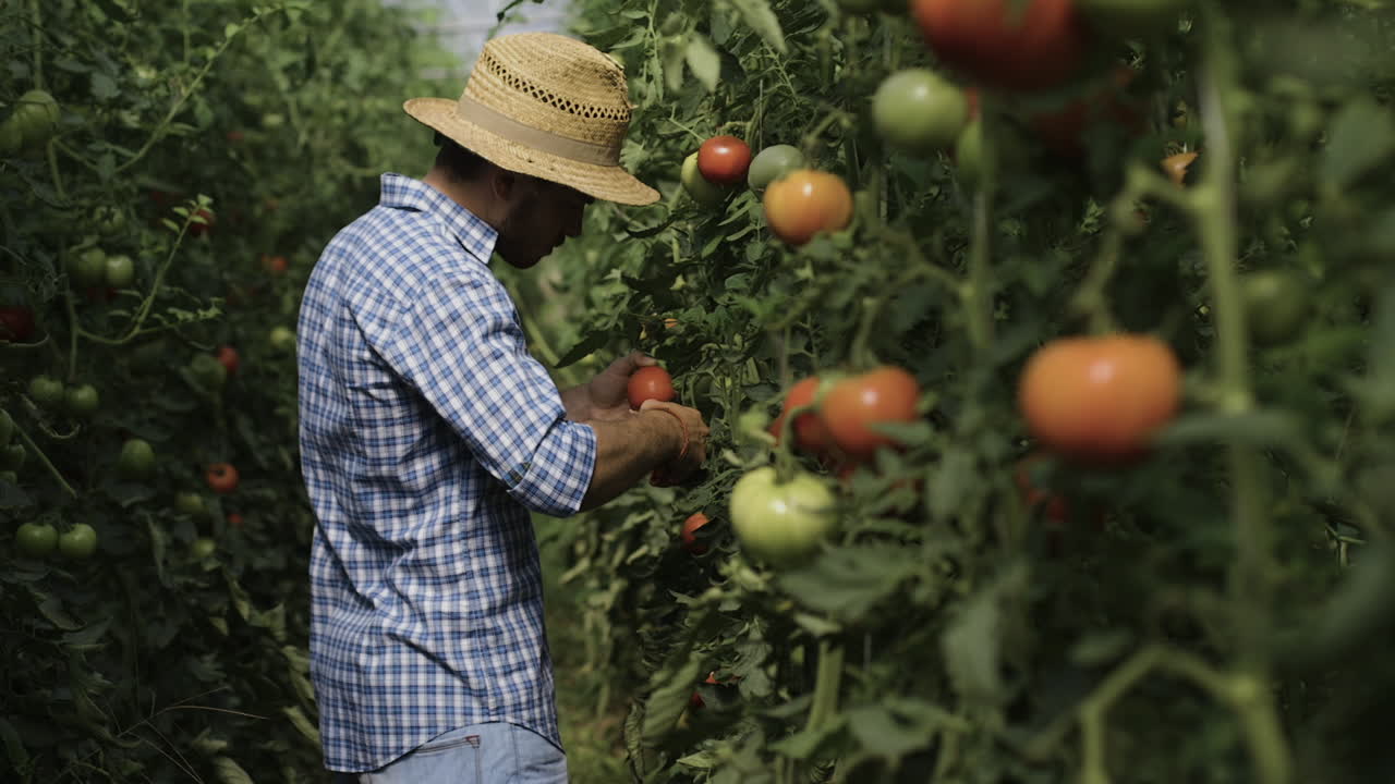 Farmer Picking Tomatoes in a Greenhouse