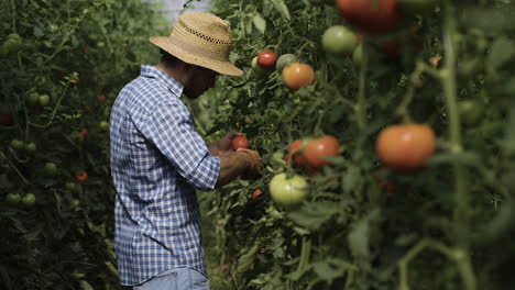 farmer picking tomatoes in a greenhouse