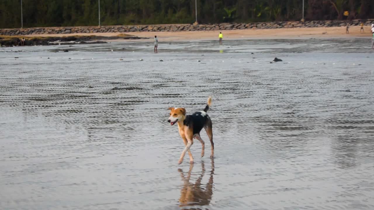 joven perro callejero indio juguetón en la playa en mumbai, perro callejero feliz en estado de ánimo juguetón en la playa cerca de un fondo de video de la costa