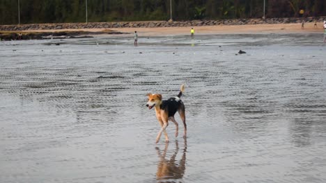 Playful-young-Indian-stray-dog-on-beach-in-Mumbai,-Happy-stray-dog-in-playful-mood-on-beach-near-a-shore-video-background