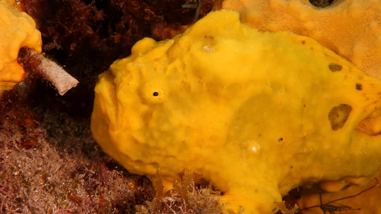 쿠라카오 주변의 카리브 해의 산호초에 있는 개구리 물고기