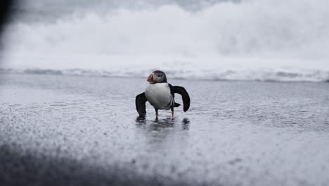 Pájaro-Frailecillo-Atlántico-Solitario-Frío-Y-Roto-Luchando-En-La-Playa-Con-Olas