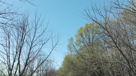 Trees-In-The-Forest-Along-The-Dirt-Road-On-A-Bright-Sunny-Day