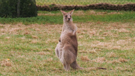 Young-red-kangaroo-standing-tall-in-a-grass-field---scratching-and-grooming