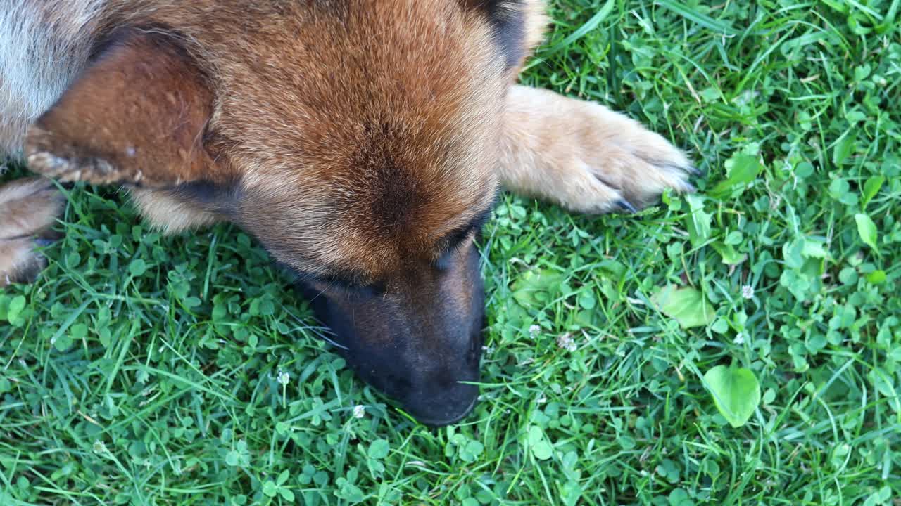 imágenes de arriba hacia abajo de un perro pastor alemán acostado en el suelo cubierto de hierba con calma