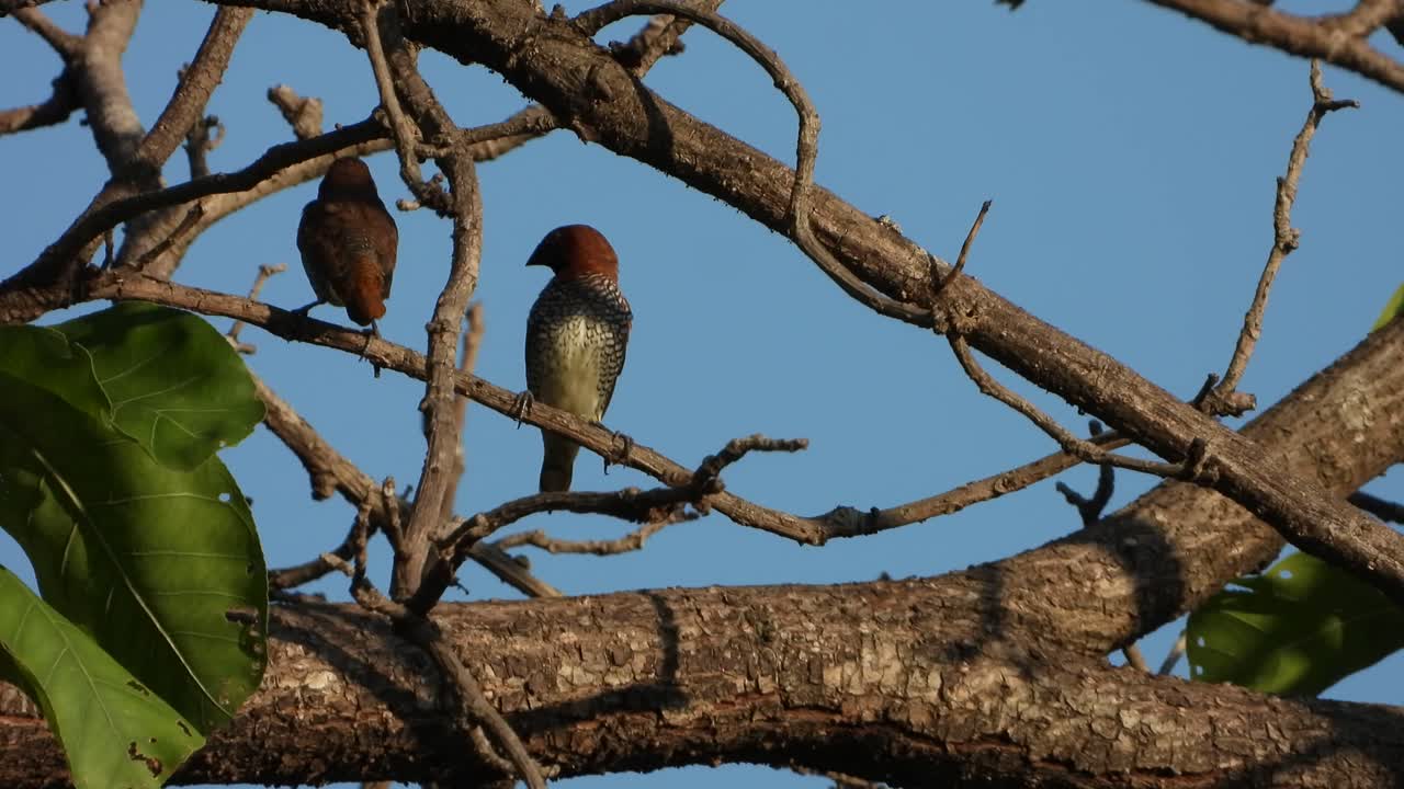 munia de pecho escamoso en el árbol uhd 4k mp4