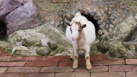 young goat in a rock enclosure