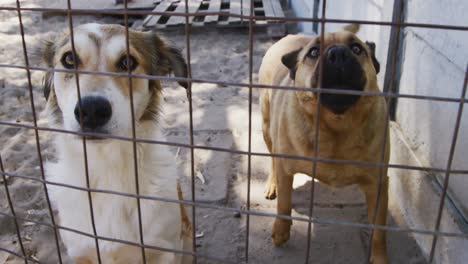 Abandoned-dog-locked-up-in-a-shelter