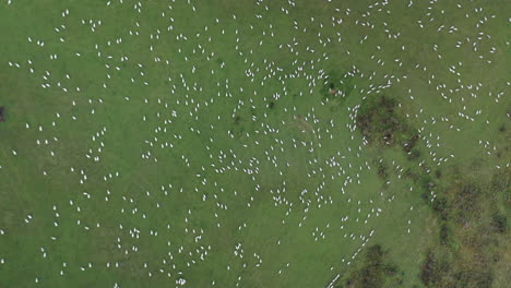 High-aerial-drone-view-looking-down-at-a-large-herd-of-sheep-in-a-farm-field