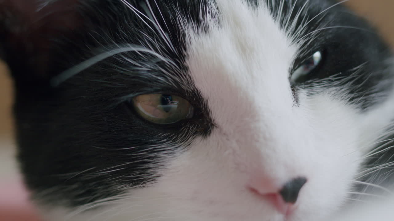 сонная кошка закрывает глаза.