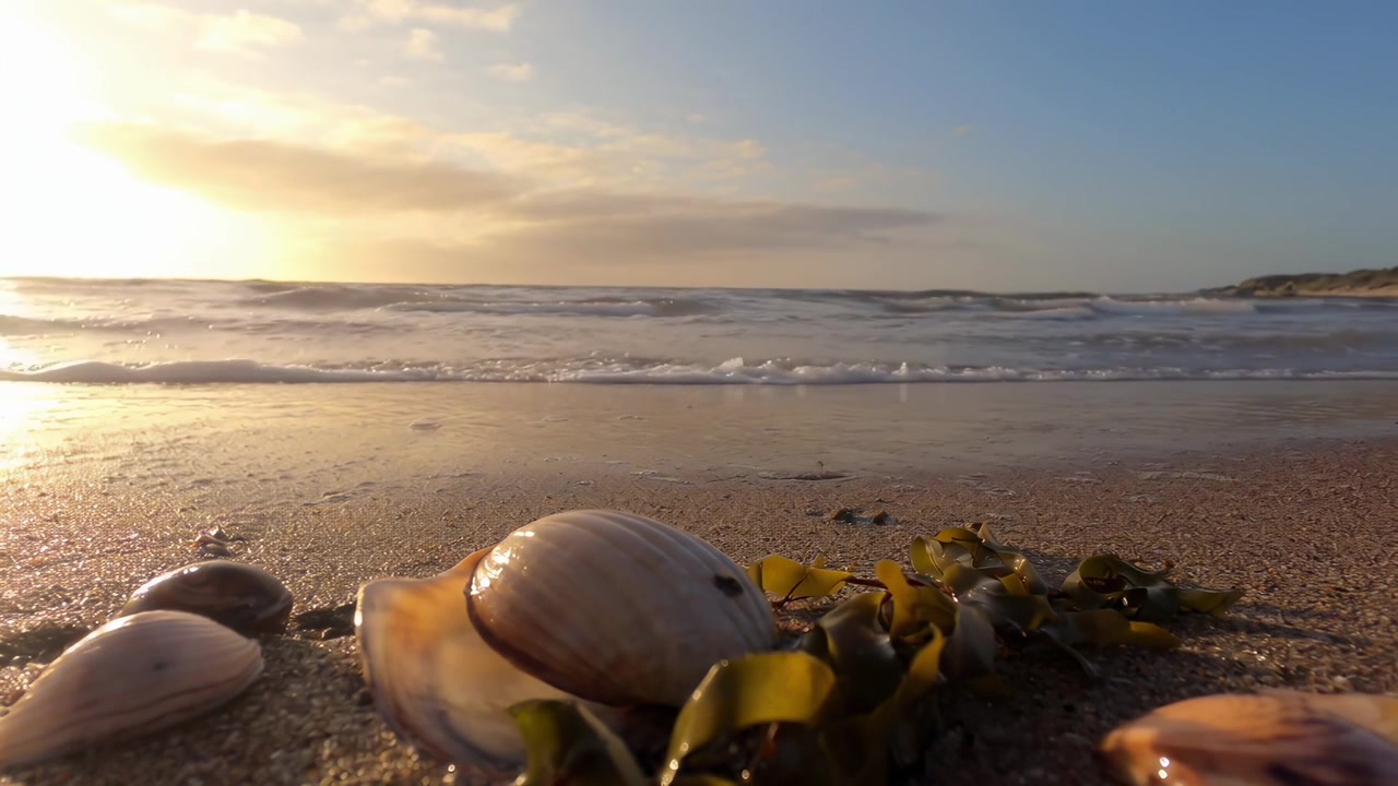 Seashells and Seaweed on a Sandy Beach with Gentle Ocean Waves at Sunset
