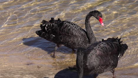 dos cisnes negros interactuando cerca del agua