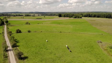 View-over-green-pasture,-cows-walking-on-green-grass,-blue-sky-with-clouds