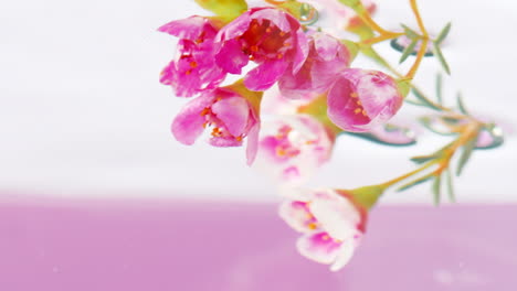 pink flowers underwater