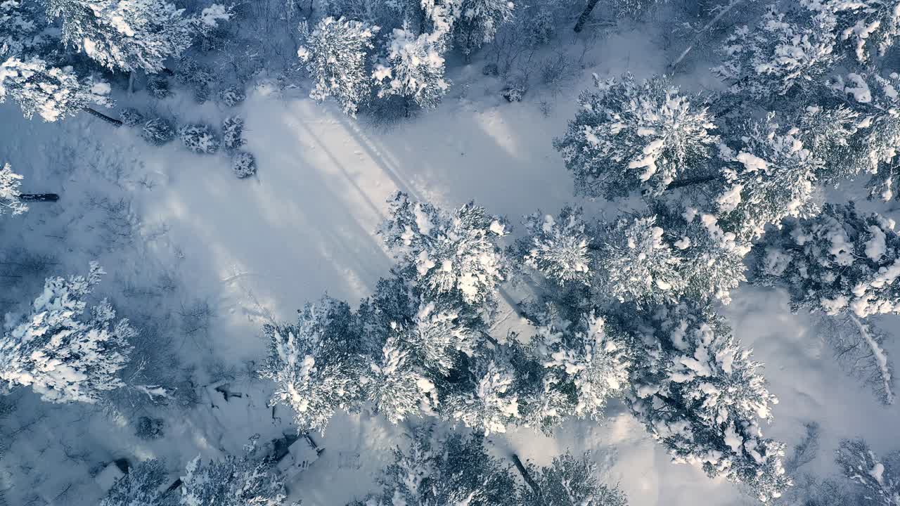 Smukt snelandskab i skoven om vinteren. Flyver over snedækkede fyrretræer.