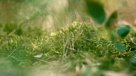 green moss growing forest in meditative summer meadow. spring field grass.