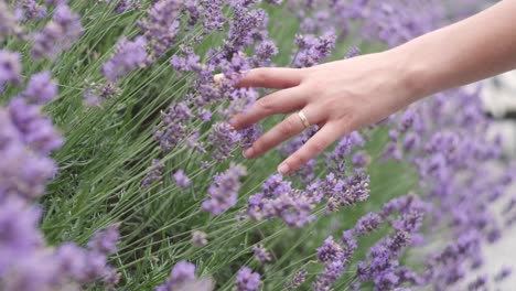 hand through lavender flowers in the middle of a beautiful park while spring in italy