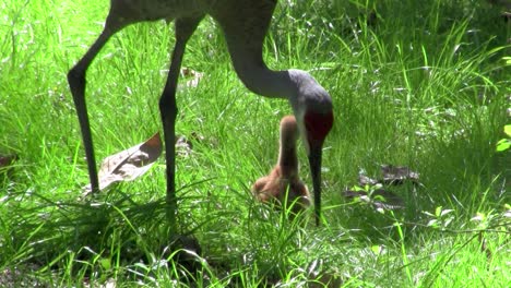 Un-Polluelo-De-Grulla-Snadhill-Camina-En-La-Hierba-Mientras-Su-Madre-Mira-1