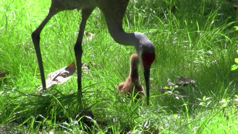 un polluelo de grulla snadhill camina en la hierba mientras su madre mira 1