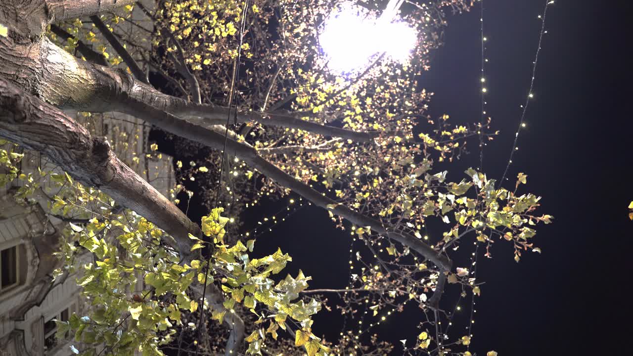 밤에 가로등 아래에 가벼운 체인이 있는 나뭇가지, 프라하