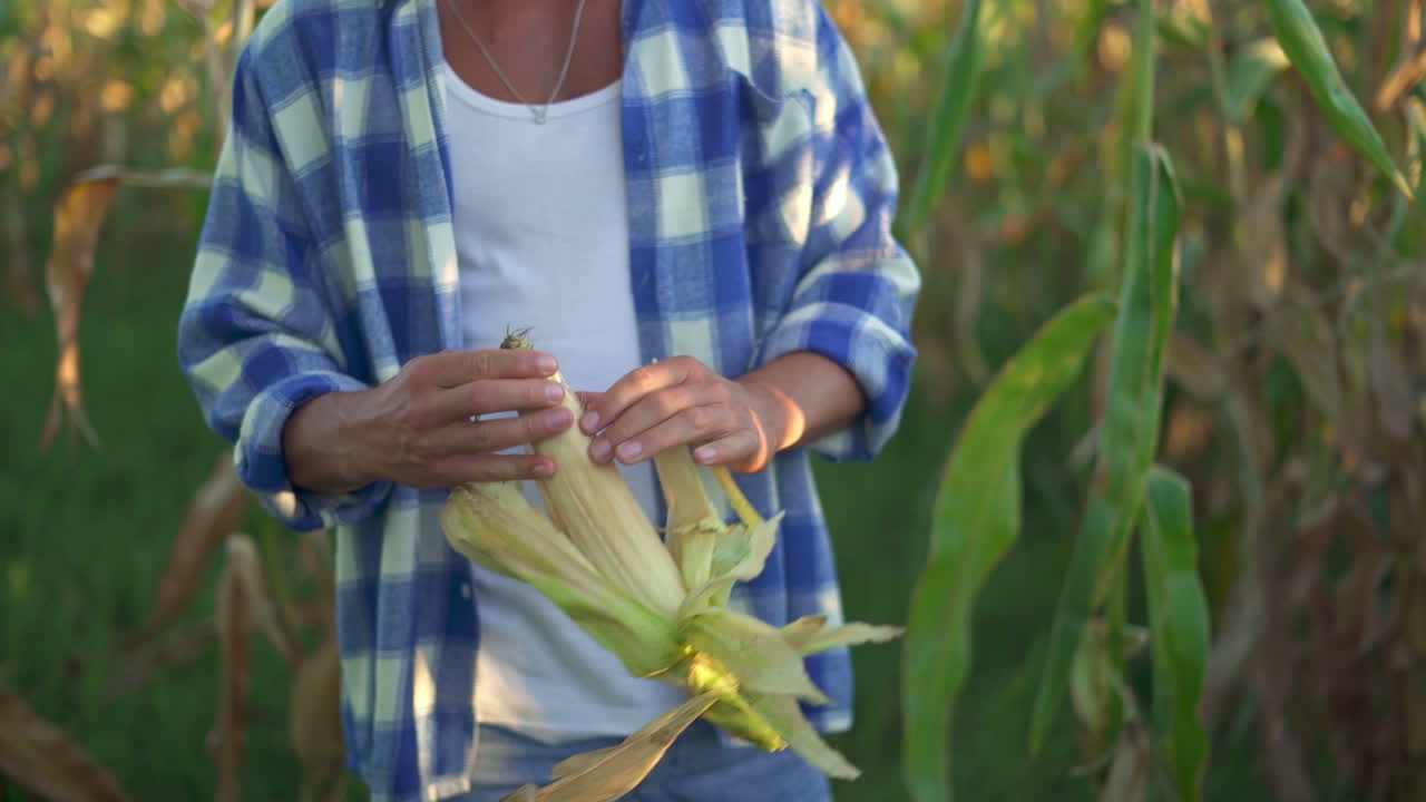 Farmer Shucking Corn in a Field