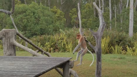 mono de probóscide saltando entre plataformas de madera en un parque nacional de borneo