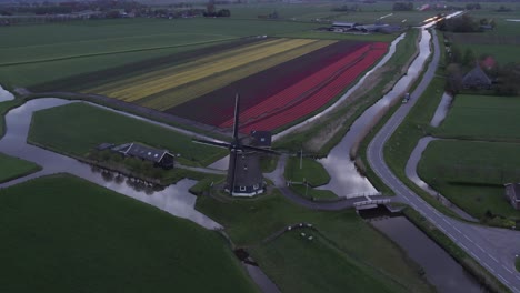 Aerial-view-from-drone-on-colorful-tulip-fields-with-Dutch-windmill-in-front