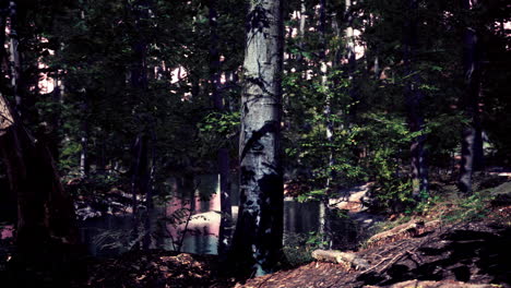 last light of day entering old forest just rain after