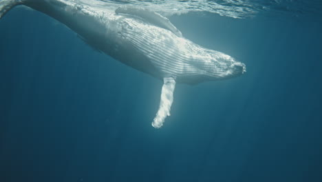 Humpback whale calf spins and shows white under side fin hits surface in slow motion
