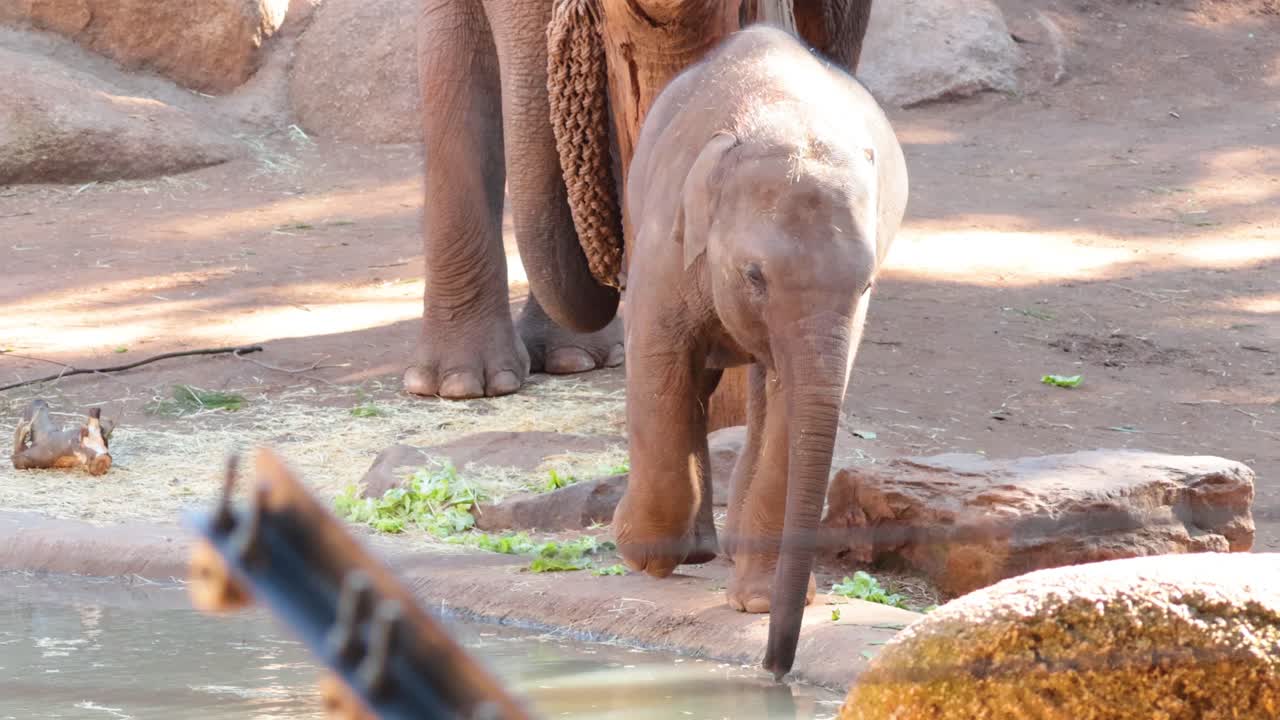 bebé elefante caminando cerca del árbol y el agua