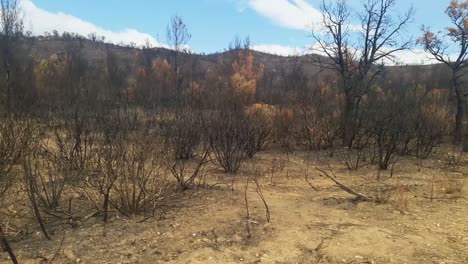 bosque quemado en el sur de francia después de un verano seco.