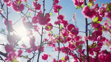 pink blossoms against a blue sky