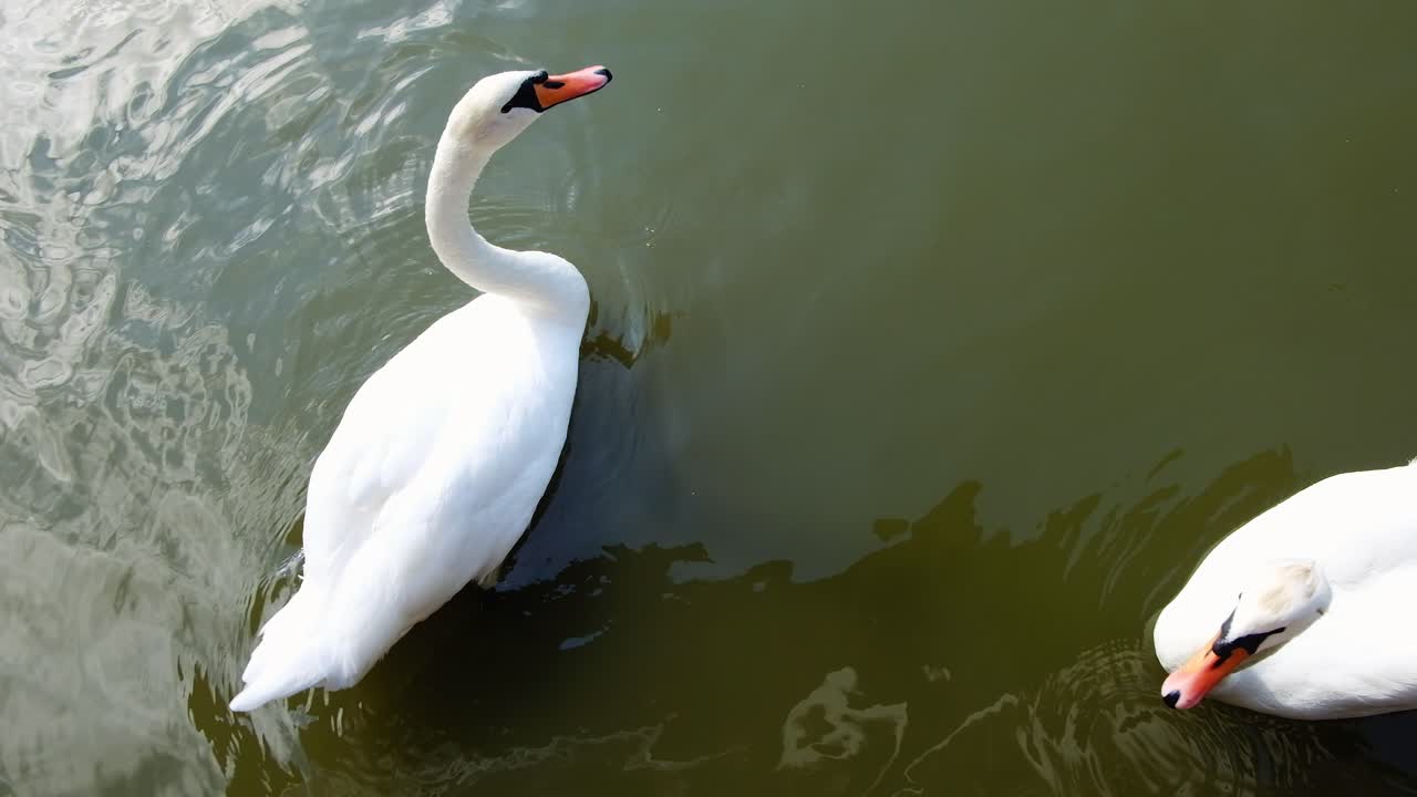 Two white swans swimming in a pond in daylight