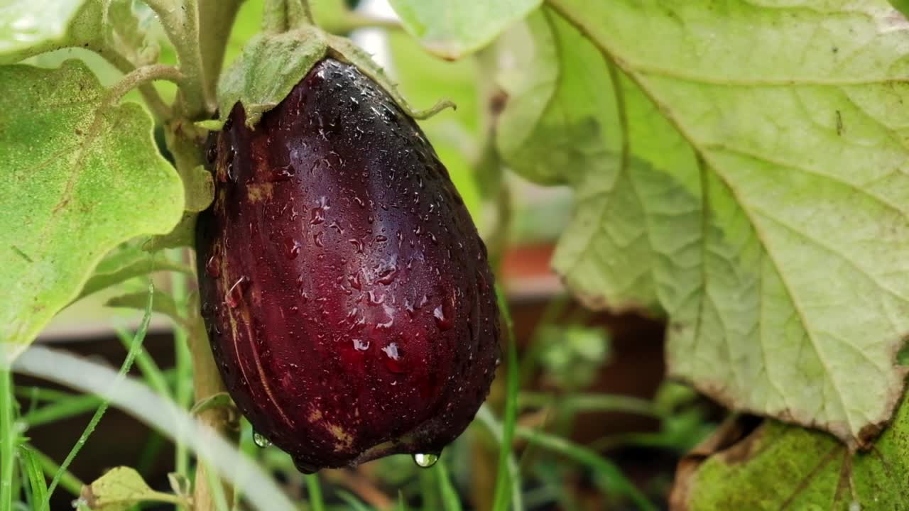 una toma de zoom gradual de una berenjena con gotas de agua en ella