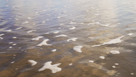 sea weed flushed on the beach