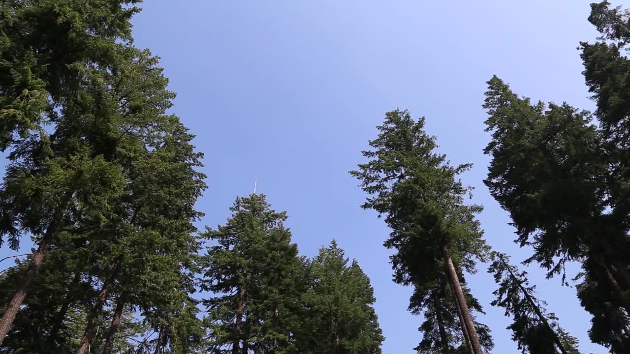 SKY, WOODS, TREES, GREEN, BLUE, CAMPING, OUTDOORS, DAYTIME