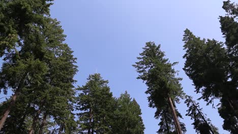 sky, woods, trees, green, blue, camping, outdoors, daytime