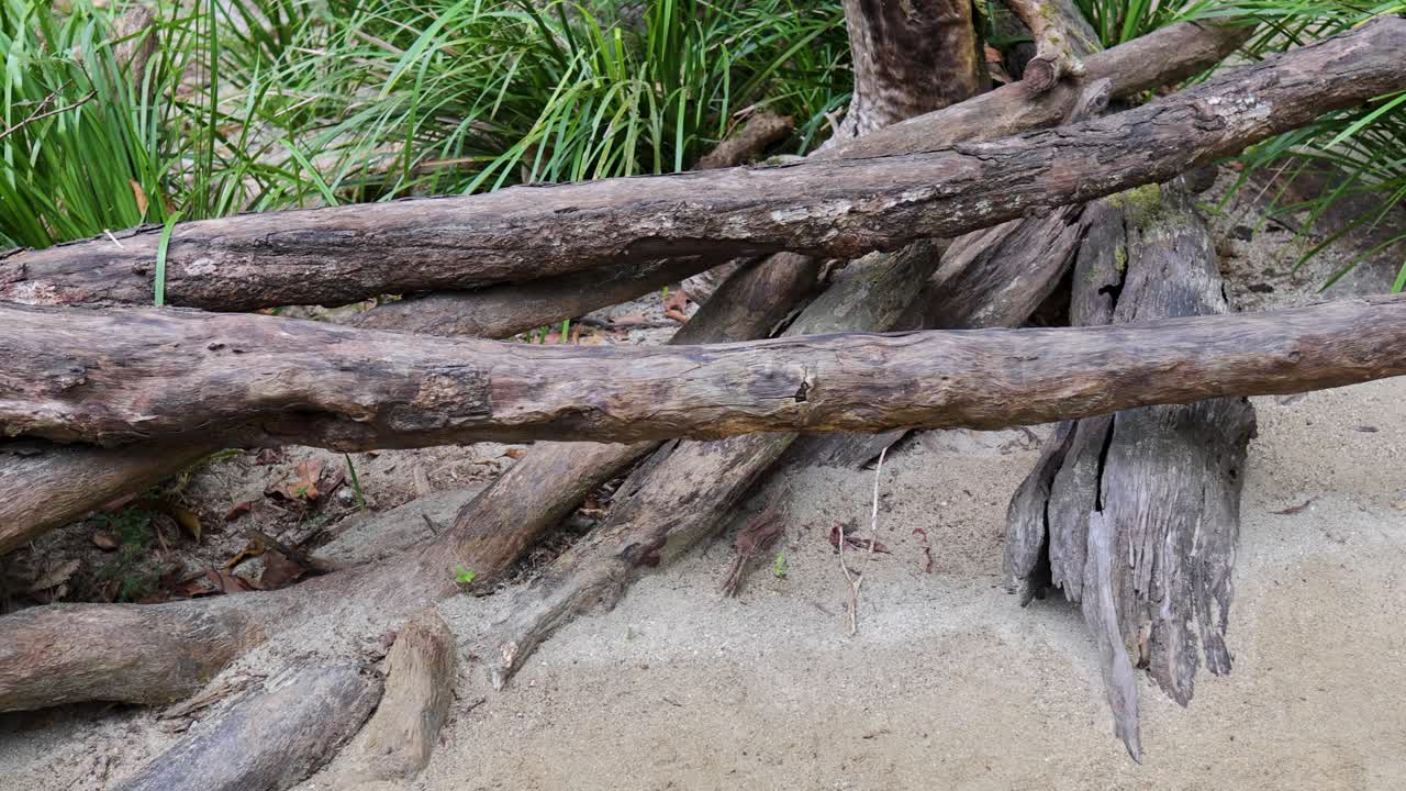 A series of fallen logs amidst dense greenery in Port Douglas, showcasing natural textures and earthy tones