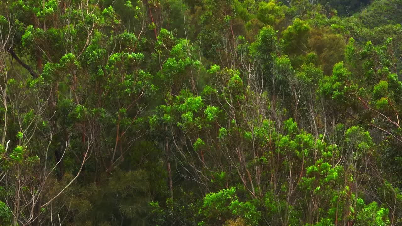 Green Tree Branches Blowing In The Wind