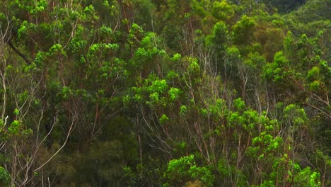 Green-Tree-Branches-Blowing-In-The-Wind