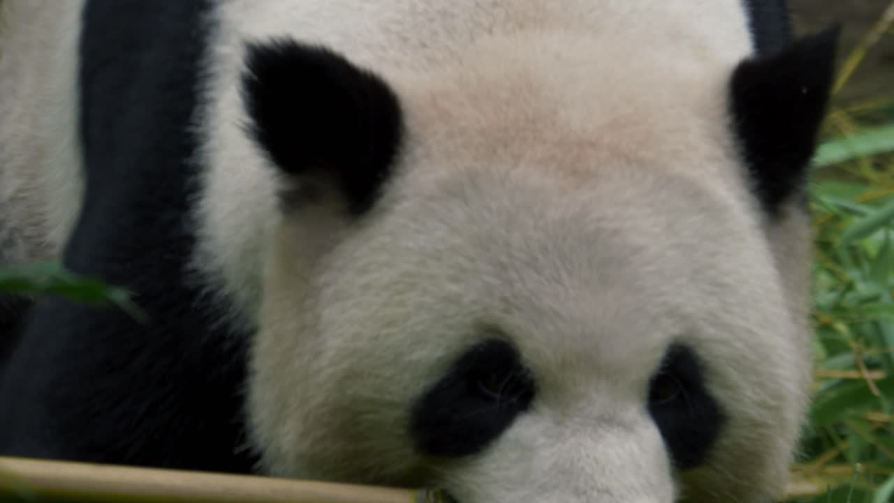 una secuencia épica de un panda gigante que transporta bambú a través de una espesa vegetación en cámara lenta