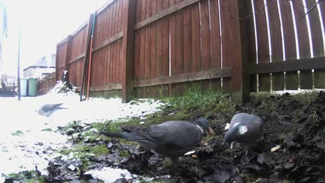 woodpigeons  eating food on the snowy grass