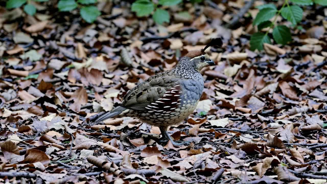 Ground-level video captures a quail amidst fallen leaves, showcasing natural textures and earthy