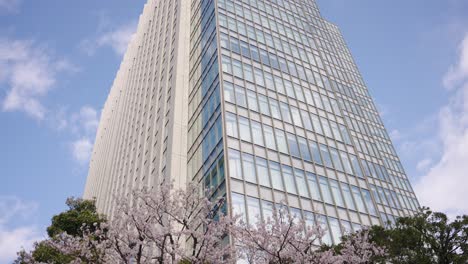 tokyo skyscraper, clean warm environment with blooming sakura tree