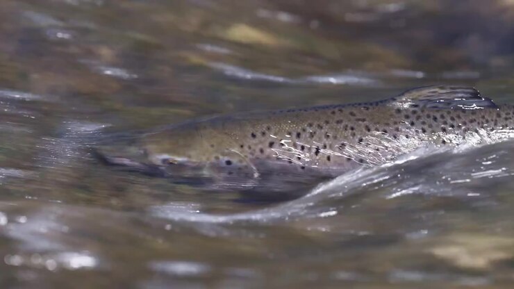 Un salmone salta in alto nell'aria, tentando di superare la struttura artificiale della diga nel fiume Ganaraska. L'acqua è agitata da schiuma bianca e spruzzi