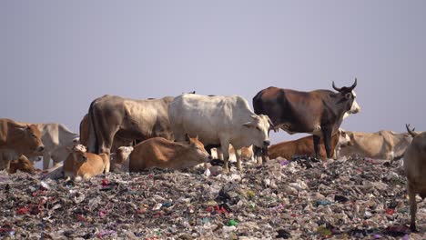 seen to relax in the mounds of garbage that have piled up, they eat dirty trash